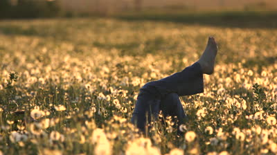 dandelion-field-at-sunset